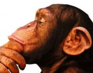 Chimp Thinking